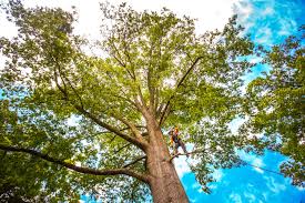Best Tree and Shrub Care  in Wanaque, NJ
