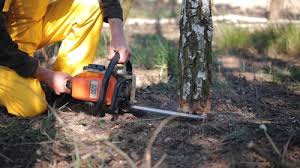 Trusted Wanaque, NJ Tree Services Experts