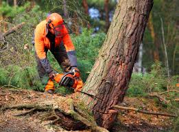 Best Tree Mulching  in Wanaque, NJ