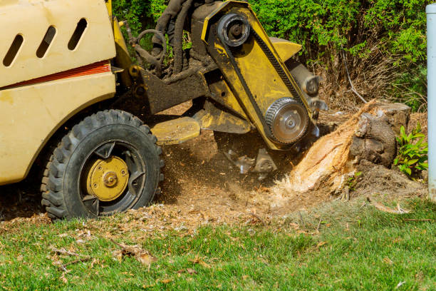 Best Hedge Trimming  in Wanaque, NJ
