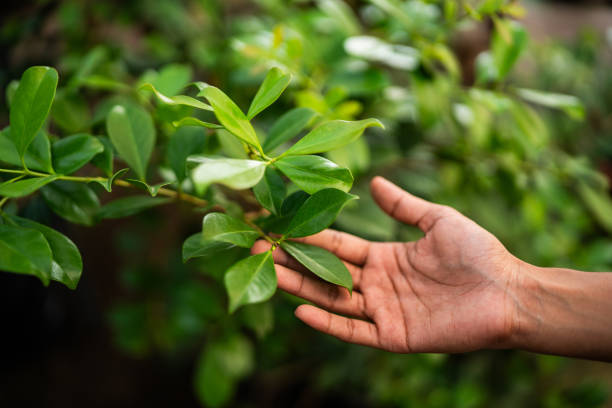 Best Commercial Tree Services  in Wanaque, NJ