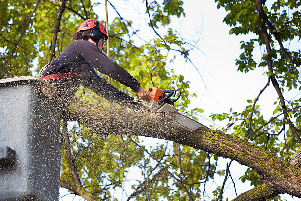 Best Tree Removal  in Wanaque, NJ