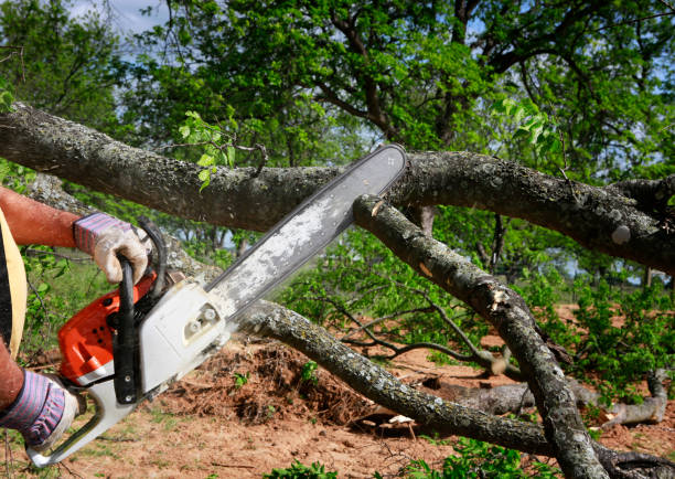 Best Weed Control  in Wanaque, NJ